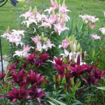 My Lilies in the garden   Sue / OK