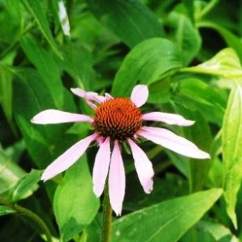 <b>Purple Cone Flower  Sue / OK</b>