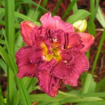 <b>Harry's Dream Daylily {Harry hybridized this lily} Sue / OK</b>