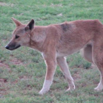 Starving dingo, King's Canyon, N.T. - Wendy/Perth