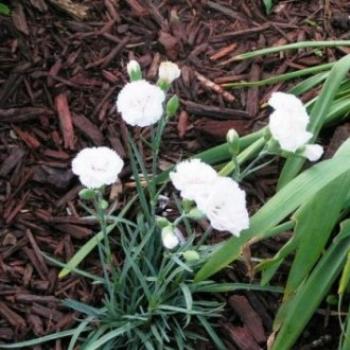 {Devon Cottage Fancy Knickers} Dianthus  Sue / OK