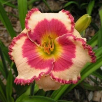 <b>Ageless Beauty Daylily  Sue / OK</b>