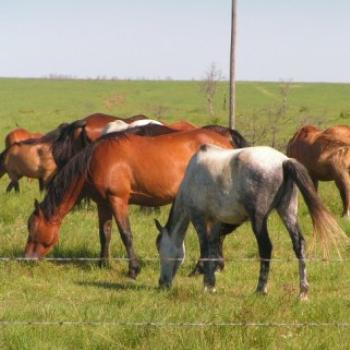 <b>Prairie National Wild Horse Refuge, a home for older wild horses  Sue / OK</b>