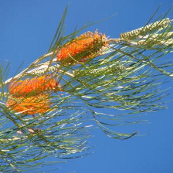 Grevilleas, Lake Argyle, Kimberleys, W.A. - Wendy/Perth