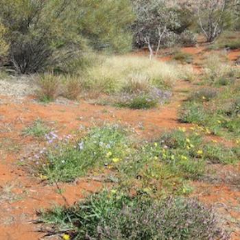 <b>Alice Springs Desert park--native flowers</b>