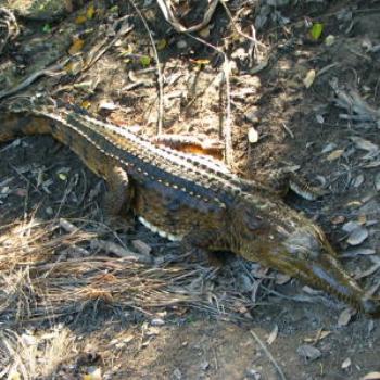 <b>Crocodile, N.T.. - Wendy/Perth</b>