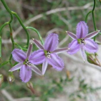 <b>Fringed lily, Wendy/Perth</b>