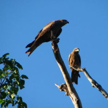 <b>Sea Eagles, Kakadu N.T.. - Wendy/Perth</b>