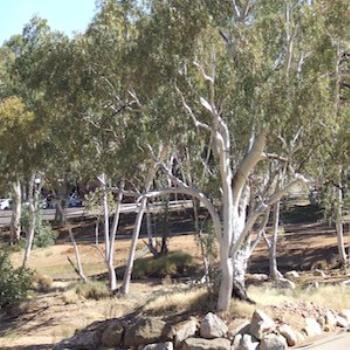 Todd River Alice Springs 