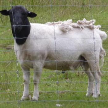 <b>Bruny Island Goat, Tasmania</b>