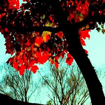 Autumn leaves silhouette