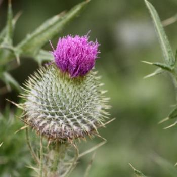 <b>8066 Scotch Thistle, Cotton Thistle, herb, weed, Onopordum acanthium, Asteraceae, Lake Albert, Wagga Wagga, Oct'09 Kate/Sydney</b>