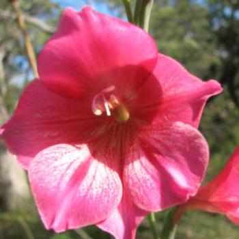 Pink weed in bush, W.A., Wendy/Perth