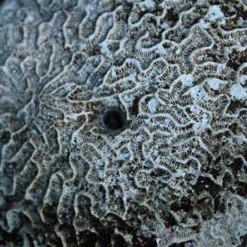 brain coral - peg