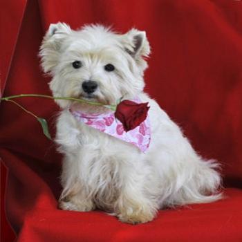 <b>Happy Valentine's Day from Pooka!</b>