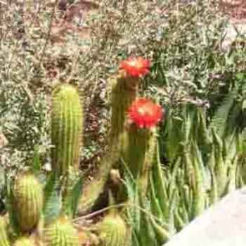 Blooming Cactus