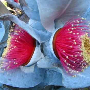 <b>Eucalyptus blossom - Wendy/Perth</b>