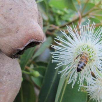 Bee in gum  blossom, - Wendy/Perth