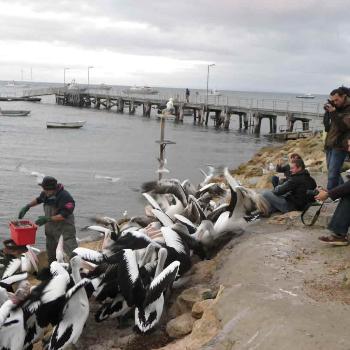 Feeding pelicans. Kingscote, Kangaroo Is. 