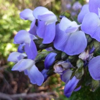 <b>Don't know what it's called!! Tasmania</b>