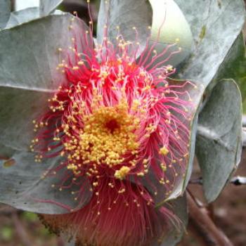 Eucalyptus Rhodantha, W.A., Wendy/Perth