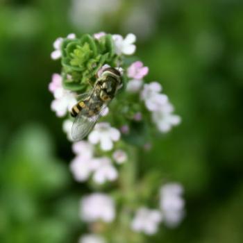 <b>5747 hoverfly on the thyme, Lake Albert, Wagga Wagga, Oct'09 Kate/Sydney</b>