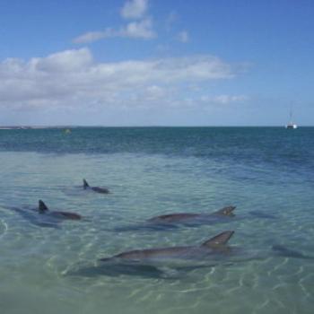 <b>Dolphins, Monkey Mia, W.A. Wendy/Perth</b>