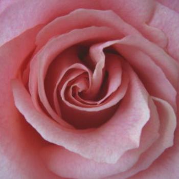 <b>Rose in my garden, - Wendy/Perth</b>