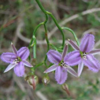 <b>Fringed lily, - Wendy/Perth</b>