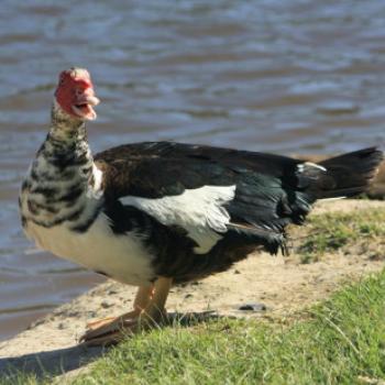 5820  Muscovy Duck,  Cairina moschata, Benalla, Victoria, Oct'09 Kate/Sydney