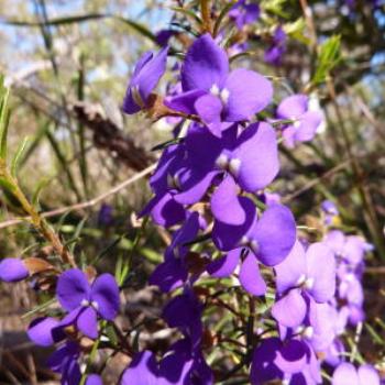 Hovea,  - Wendy/Perth