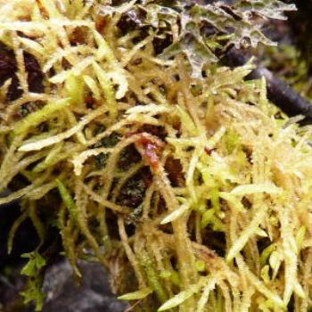 <b>Mountain Moss, Rainforest, Southern Tasmania. Wendy/Perth</b>