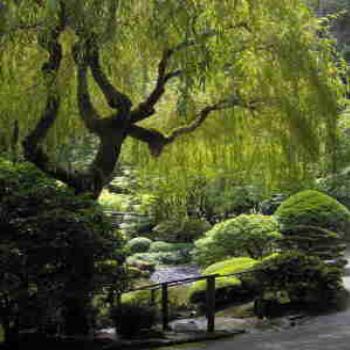 <b>Willow Tree in Oregon</b>