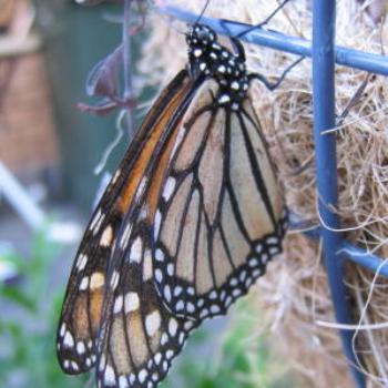 Butterfly Park, Kuala Lumpur - Wendy/Perth