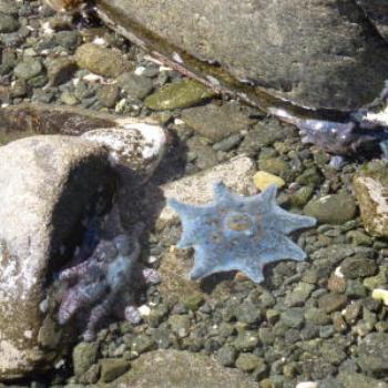 Starfish in rock pool