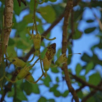 curious tree flowers - peg