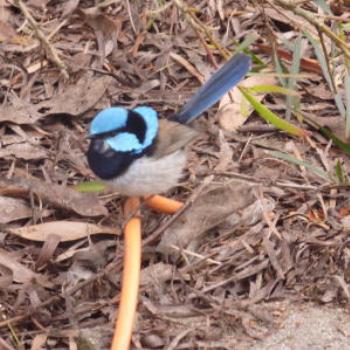 <b>Blue Wren, Tasmania.  Wendy/Perth</b>