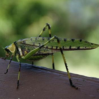 <b>5585 Spotted Katydid,  Ephippitytha trigintiduoguttata, Tettigoniidae, Hawkesbury R, NSW, Kate/Sydney </b>