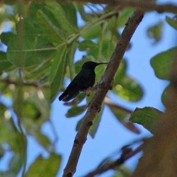 antillean mango hummingbird - peg