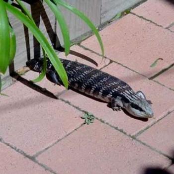 <b>Shingleback</b>