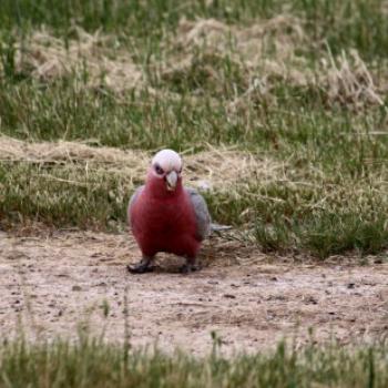 <b>8076 Galah, Cacatua roseicapilla, Cacatuidae, Psittaciformes, Lake Albert, Wagga Wagga, Oct'09 Kate/Sydney</b>