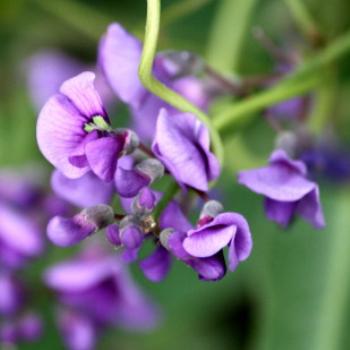 <b>7980 Happy wanderer, False sarsaparilla, Hardenbergia violacea, Fabaceae, Lake Albert, Wagga Wagga, Oct'09 Kate/Sydney</b>