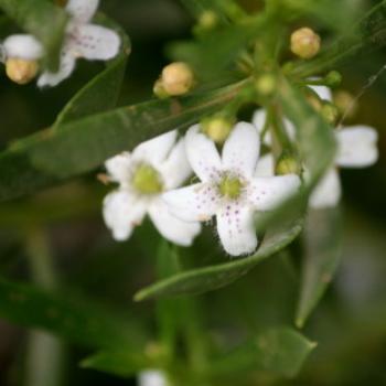 <b>7990 Myoporum insulare, Common boobialla, Myoporaceae, Lake Albert, Wagga Wagga, Oct'09 Kate/Sydney</b>