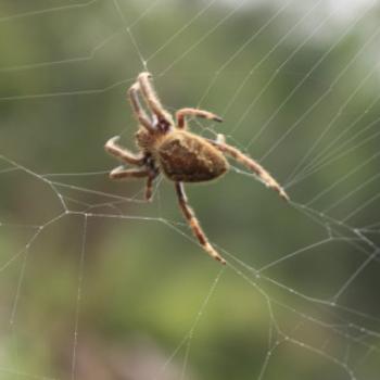 3032  Garden orb-weaver, Eriophora transmarina, Araneidae, Hawkesbury R, 18th Nov'10, Kate/Sydney