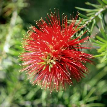 <b>2101 Callistemon pearsonii, Blackdown Bottlebrush, Myrtaceae, Sydney Botanic Gardens, Oct'09, Kate/Sydney </b>