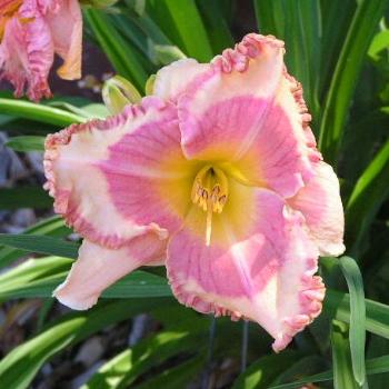 <b>Annabelles Blush Daylily  Sue/OK</b>