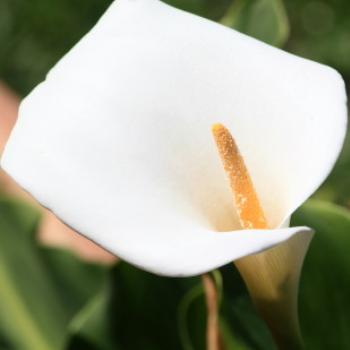 <b>1838  Arum Lily, Hawkesbury River Oct'10, Kate/Sydney</b>