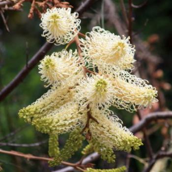 <b>2209 Grevillea leucopteris, Plume Flower, Old Socks, Proteaceae, Sydney Botanic Gardens, Oct'09, Kate/Sydney </b>