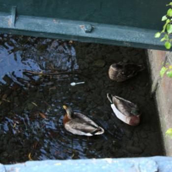 <b>3783 Ducks under the Victoria St Bridge, Christchurch, NZ 19th March'10 - 10 months before it was severly damaged by an earthquake, Kate/Sydney</b>