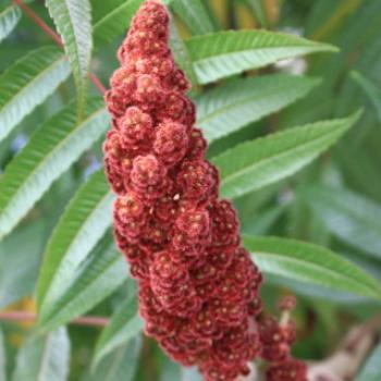 4100  Rhus typhina, Staghorn Sumac, Anacardiaceae, Queenstown, Sth Is, NZ Kate/Sydney